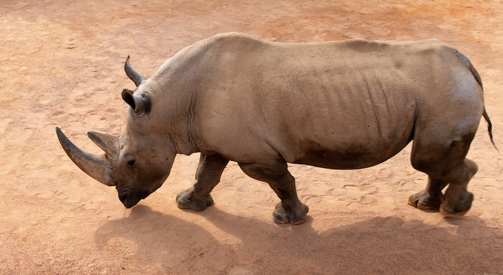 Звуки, которые издает носорог
