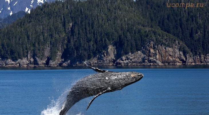 Звуки, издаваемые китами