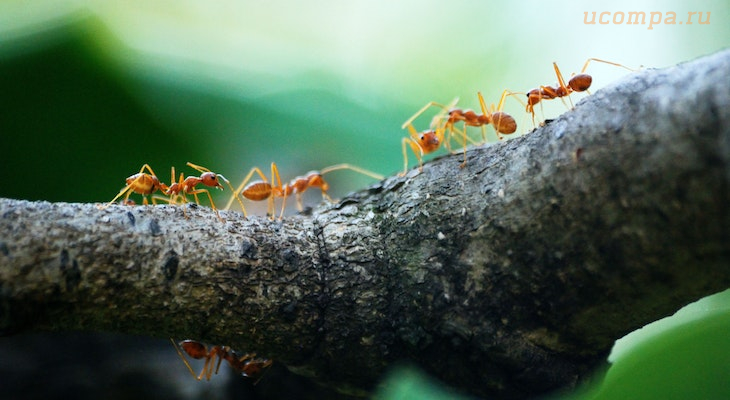 Звуки муравьев