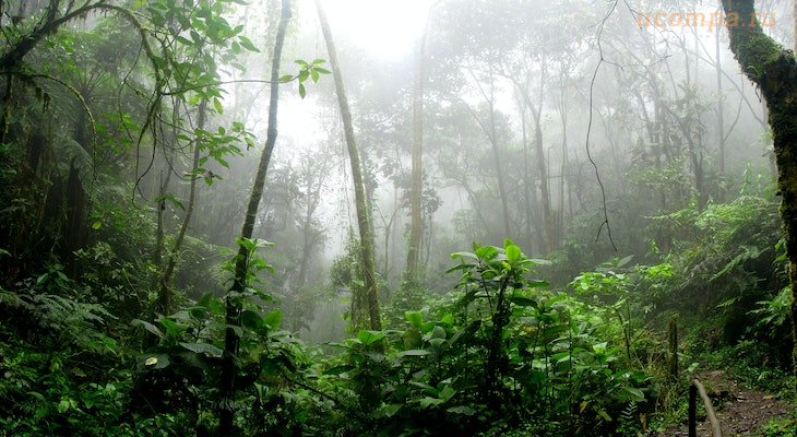 Атмосферные звуки джунглей
