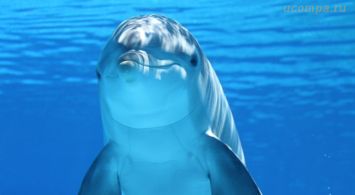 Исцеляющие звуки дельфинов
