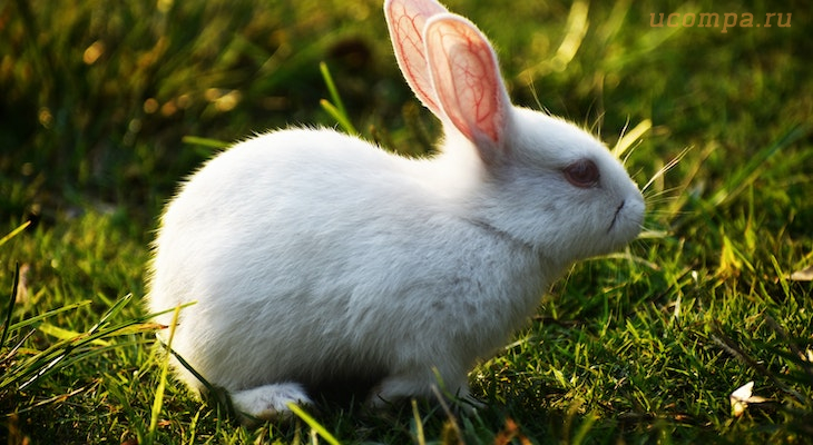 Звуки, издаваемые кроликами