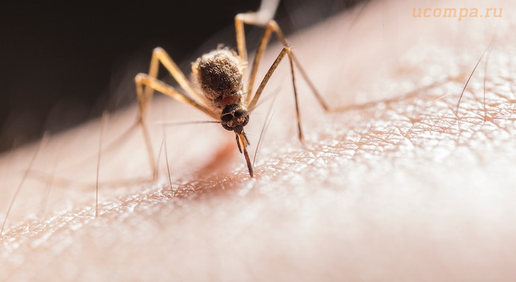 Звуки, которые отпугивают мошек и комаров