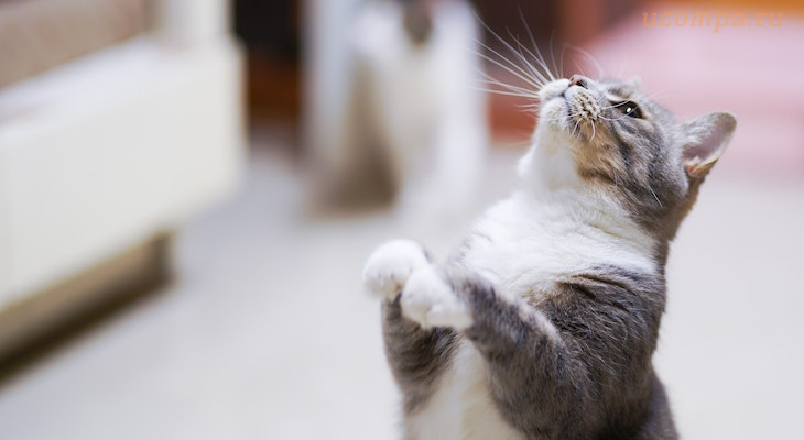 Звуки мяуканья кошки слушать или скачать