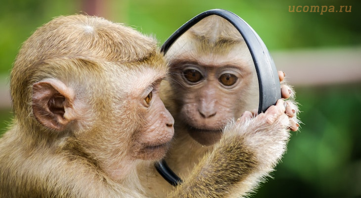 Звуки обезьян