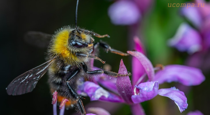 Звуки пчелы или осы