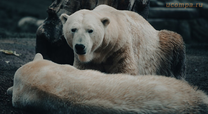 Звуки полярного белого медведя