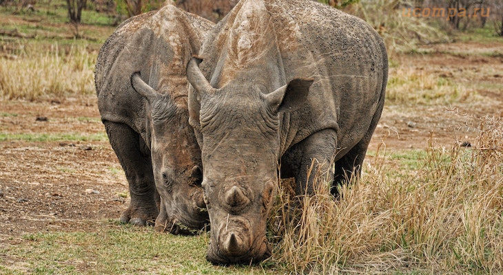 Звуки шерстистого носорога